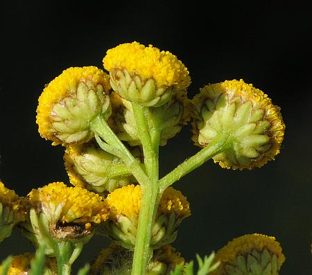 Tanacetum_vulgare_involucres.jpg