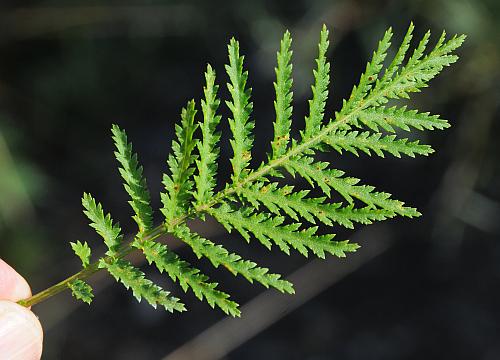 Tanacetum_vulgare_leaf1.jpg