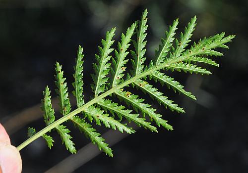 Tanacetum_vulgare_leaf2.jpg