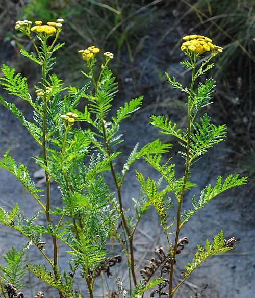 Tanacetum_vulgare_plant.jpg