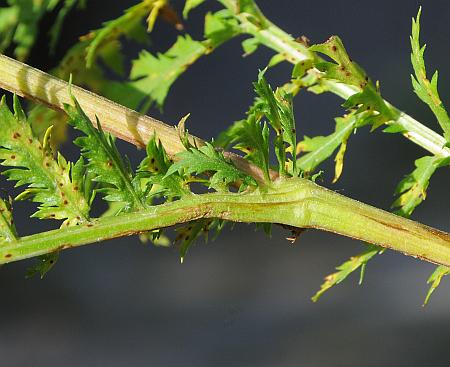 Tanacetum_vulgare_stem.jpg