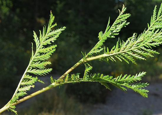 Tanacetum_vulgare_stem2.jpg