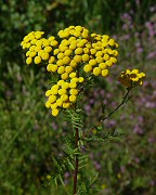 Tanacetum vulgare thumbnail