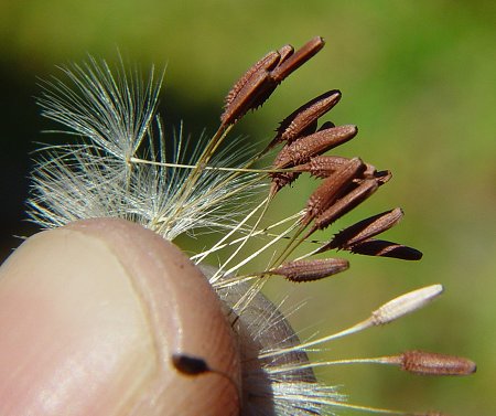 Taraxacum_erythrospermum_achenes.jpg