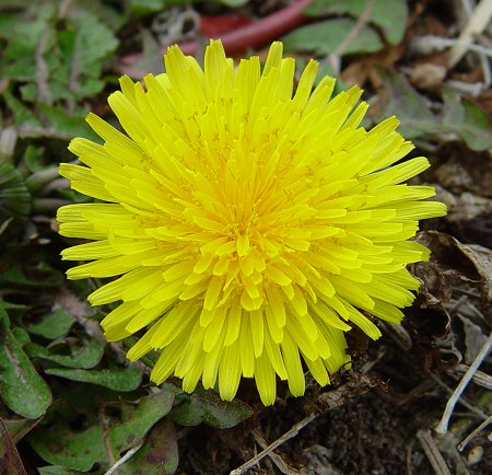 Taraxacum_erythrospermum_flowers.jpg