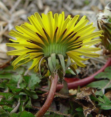 Taraxacum_erythrospermum_involucre.jpg