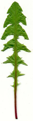 Taraxacum_erythrospermum_leaf.jpg
