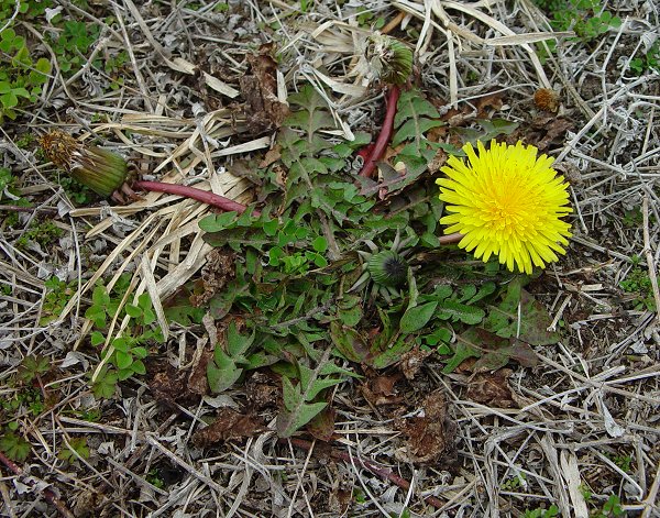 Taraxacum_erythrospermum_plant.jpg