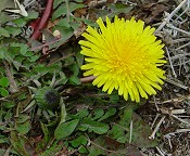 Taraxacum erythrospermum thumbnail