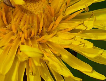 Taraxacum_officinale_florets.jpg