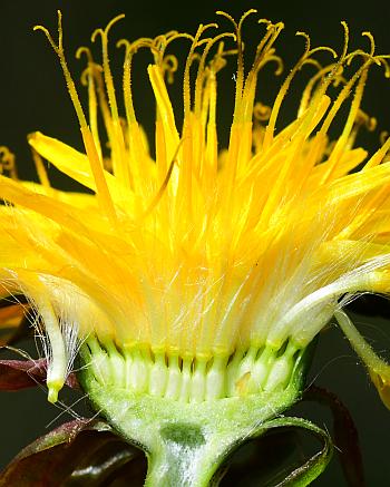 Taraxacum_officinale_florets2.jpg