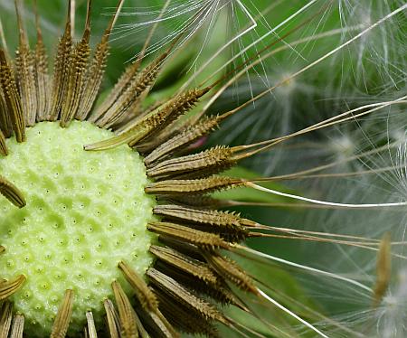 Taraxacum_officinale_fruits.jpg