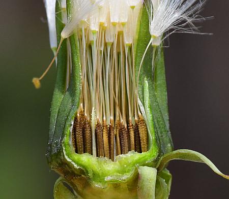 Taraxacum_officinale_fruits1.jpg