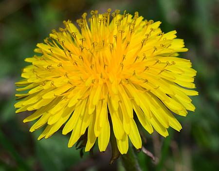 Taraxacum_officinale_head1.jpg