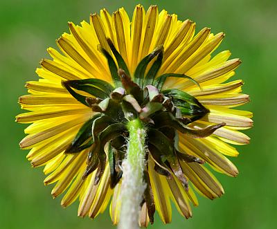 Taraxacum_officinale_head2.jpg