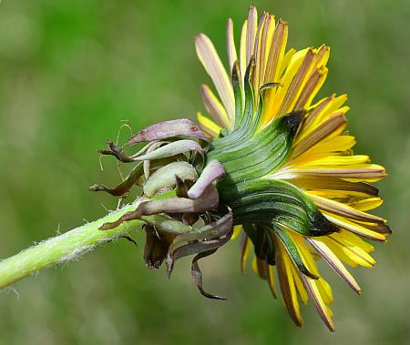 Taraxacum_officinale_involucre.jpg