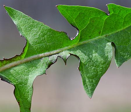 Taraxacum_officinale_leaf1.jpg