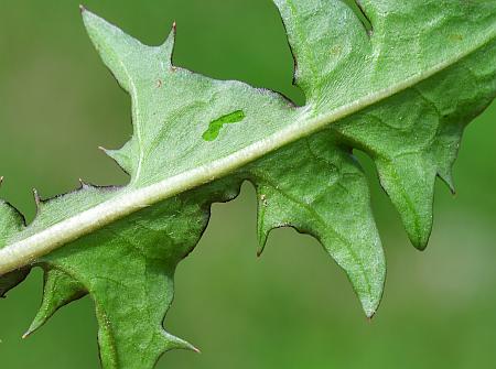 Taraxacum_officinale_leaf2.jpg