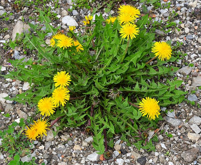 Taraxacum_officinale_plant.jpg