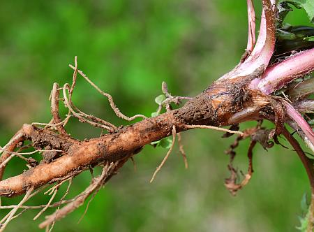 Taraxacum_officinale_root.jpg