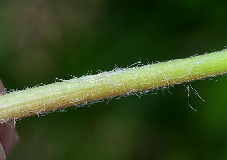 Taraxacum_officinale_scape.jpg