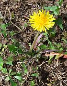 Taraxacum officinale thumbnail