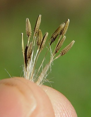 Taraxacum_officinalis_achenes.jpg