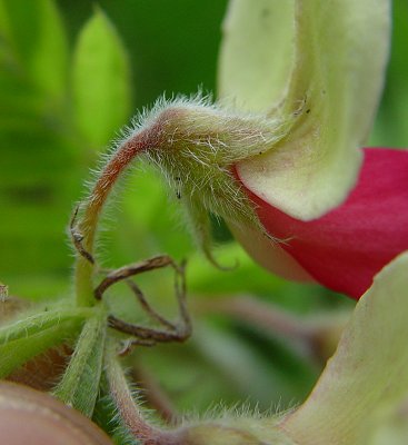 Tephrosia_virginiana_calyx.jpg