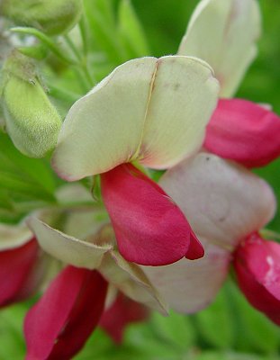 Tephrosia_virginiana_flower.jpg