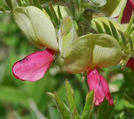 Tephrosia_virginiana_flowers.jpg