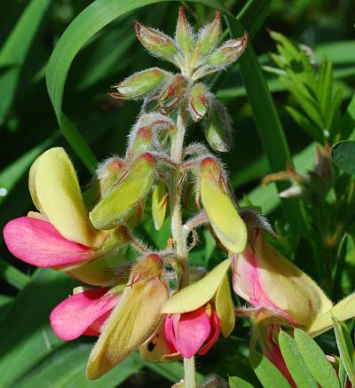 Tephrosia_virginiana_inflorescence.jpg