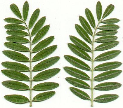 Tephrosia_virginiana_leaf.jpg