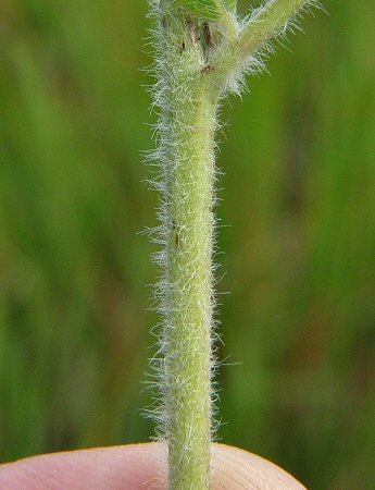 Tephrosia_virginiana_stem.jpg