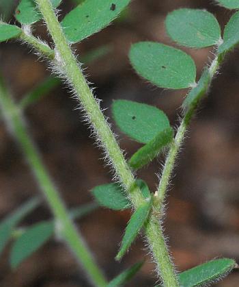 Tephrosia_virginiana_stem2.jpg