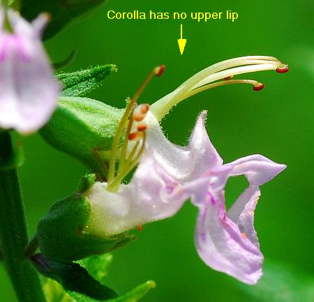 Teucrium_canadense_flower.jpg