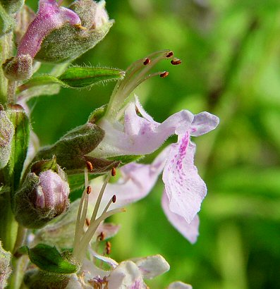 Teucrium_canadense_flower1.jpg