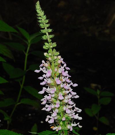 Teucrium_canadense_inflorescence.jpg