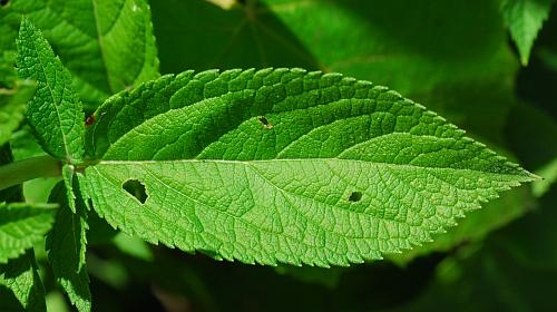 Teucrium_canadense_leaf1.jpg