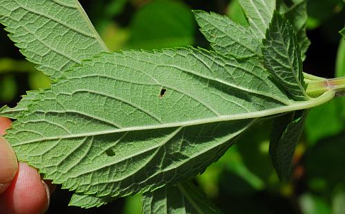 Teucrium_canadense_leaf2.jpg