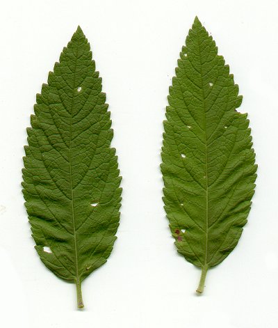 Teucrium_canadense_leaves.jpg