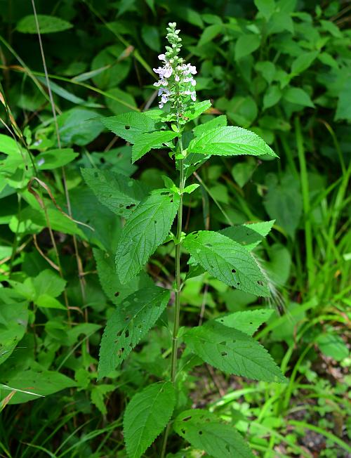 Teucrium_canadense_plant.jpg