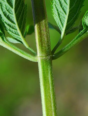 Teucrium_canadense_stem.jpg