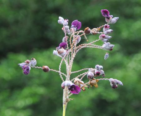 Thalia_dealbata_inflorescence.jpg