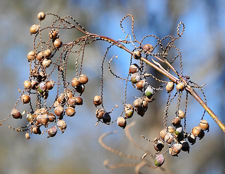 Thalia_dealbata_infructescence.jpg