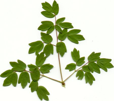 Thalictrum_dasycarpum_leaf.jpg