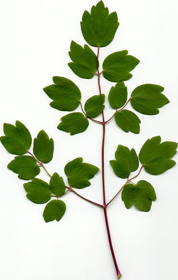 Thalictrum_dasycarpum_leaf2.jpg