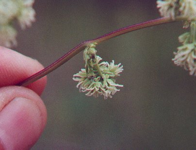 Thalictrum_dasycarpum_pistillate_flowers.jpg