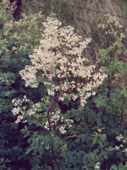 Thalictrum_dasycarpum_plant.jpg