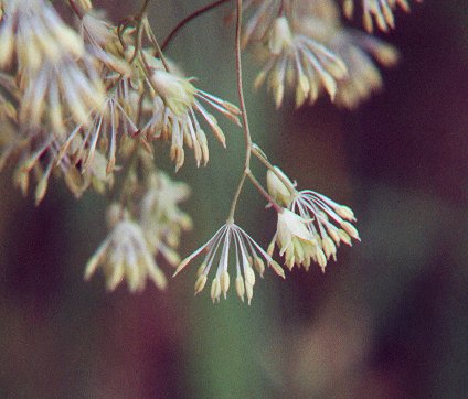 Thalictrum_dasycarpum_staminate_flowers.jpg