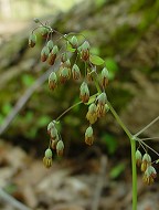 Thalictrum dioicum thumbnail